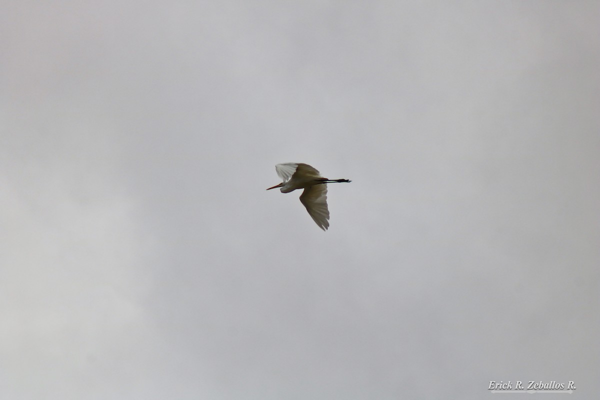 Great Egret - ML183287341