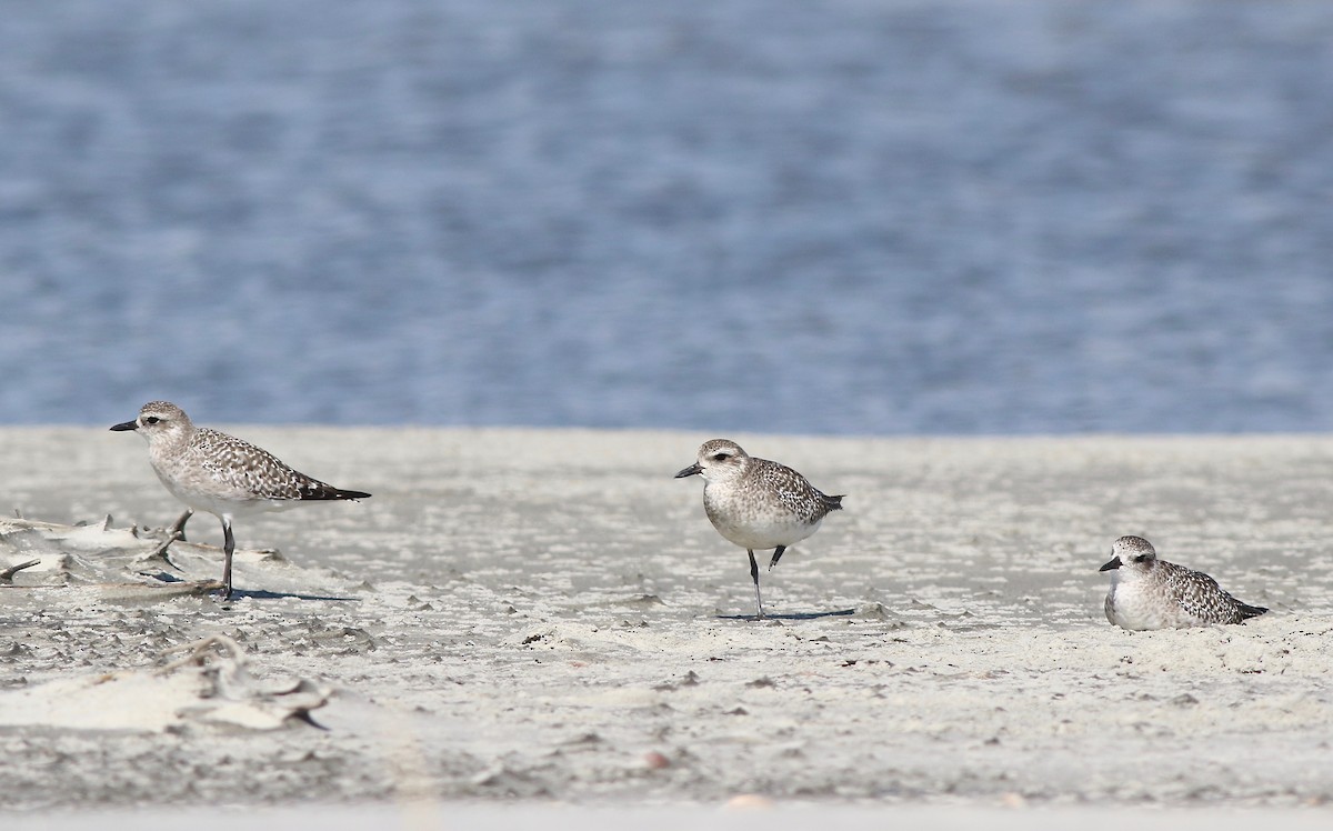 Black-bellied Plover - ML183288391