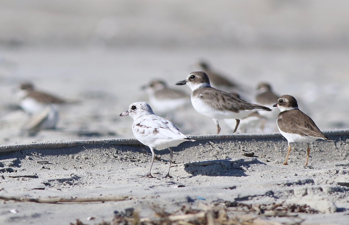 Wilson's Plover - ML183288671