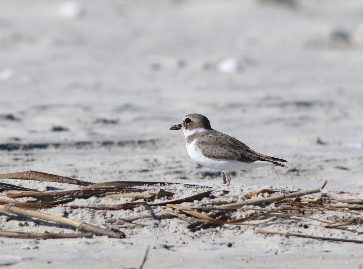 Wilson's Plover - ML183288691