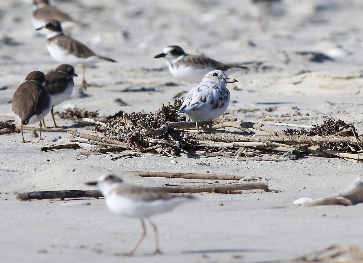 Wilson's Plover - ML183288701