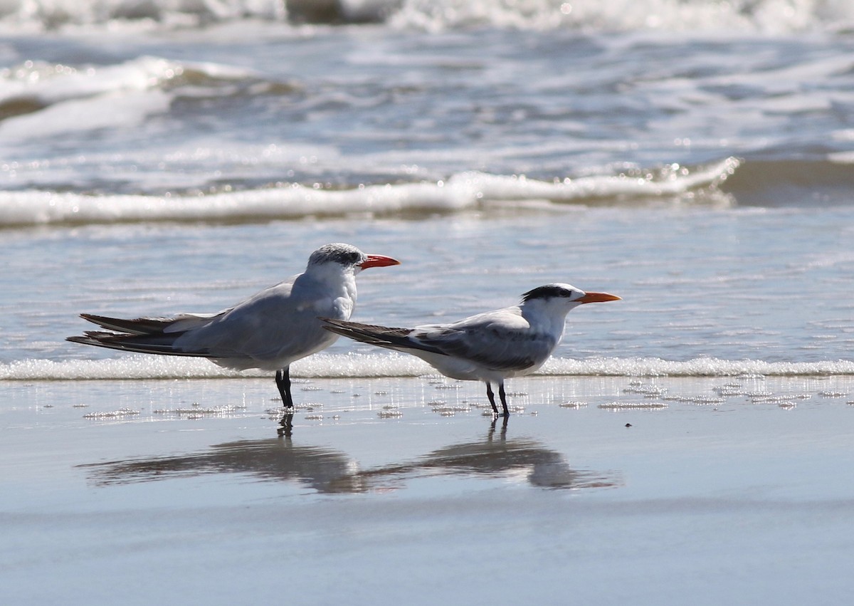 Royal Tern - ML183289151