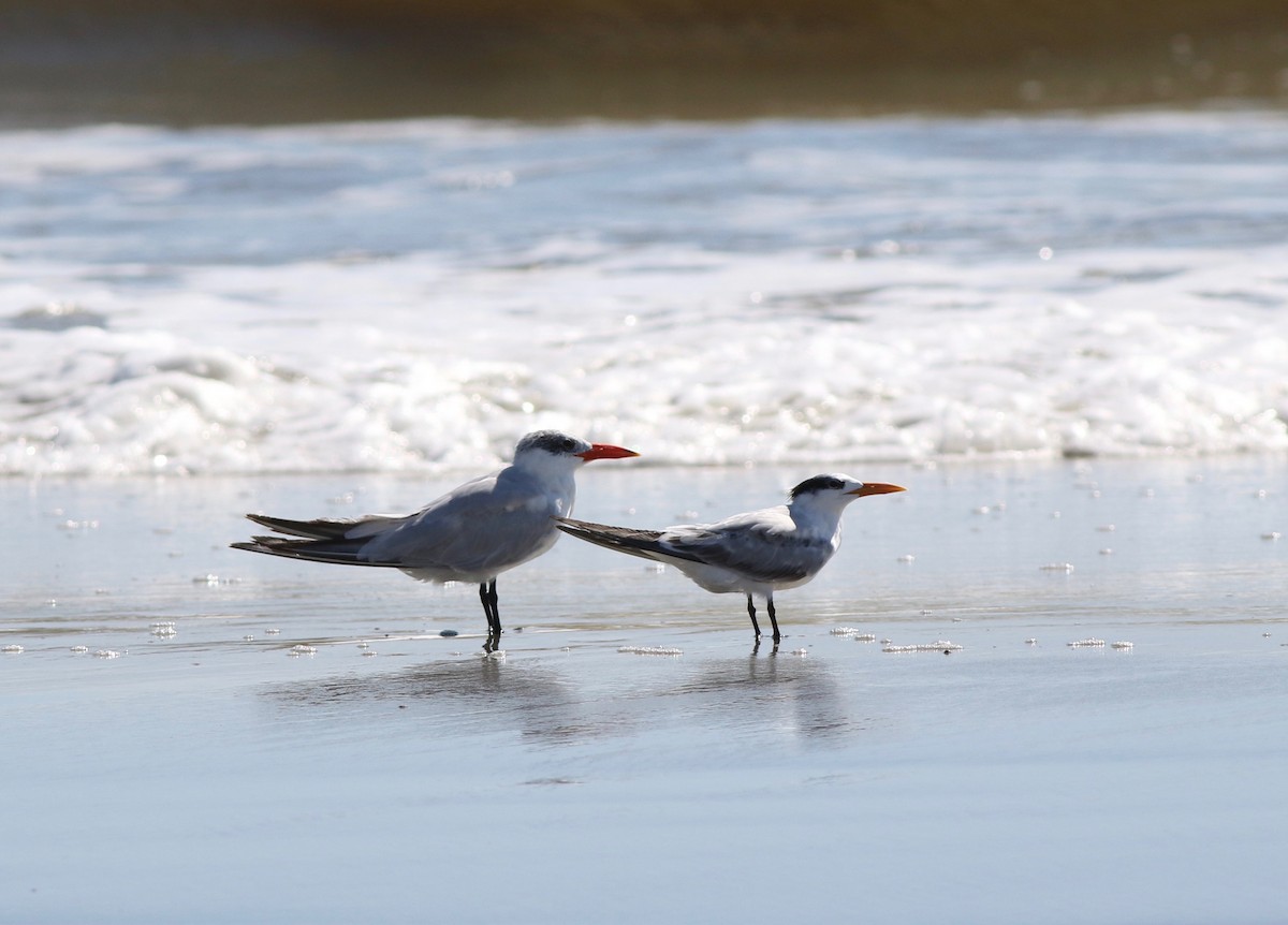 Royal Tern - ML183289161