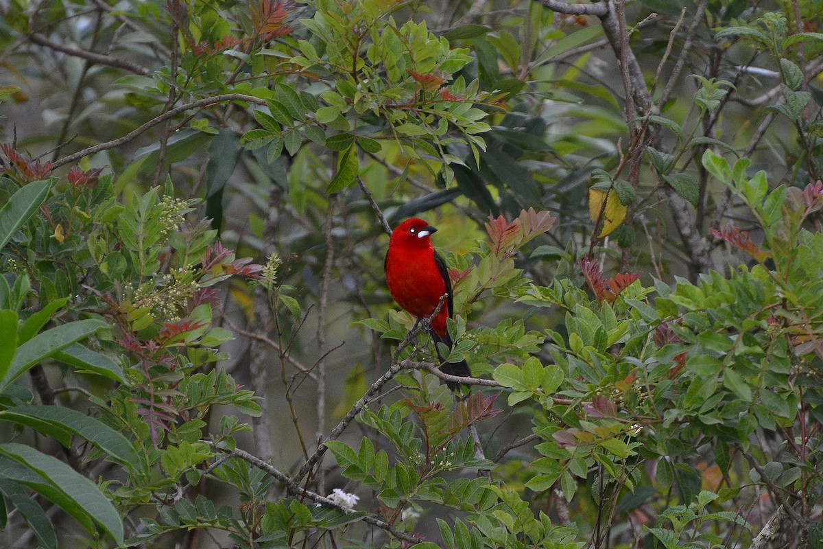 Brazilian Tanager - ML183290011