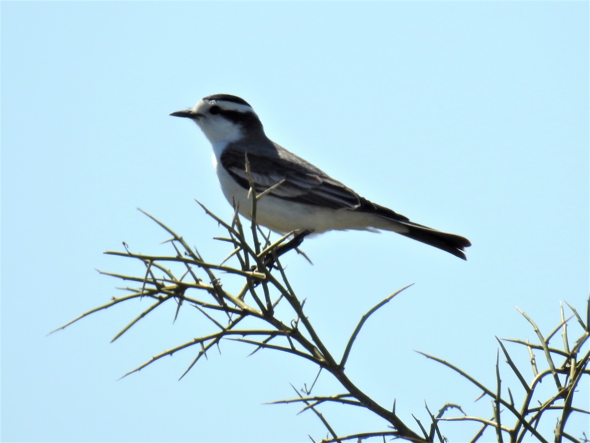 Black-crowned Monjita - ML183290381