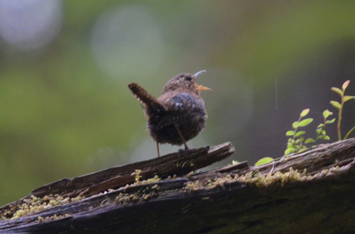 Pacific Wren - ML183290561