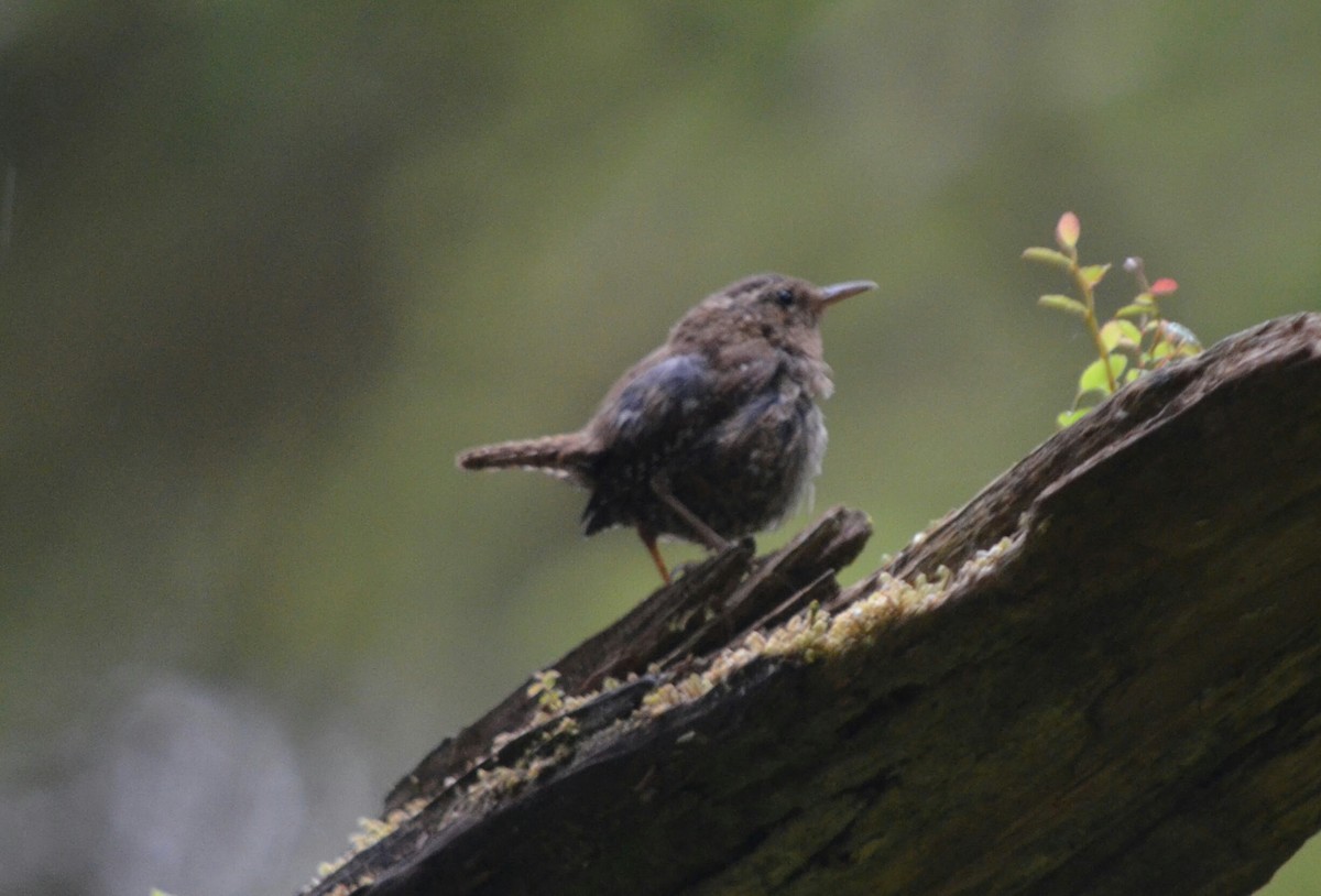 Pacific Wren - ML183290621