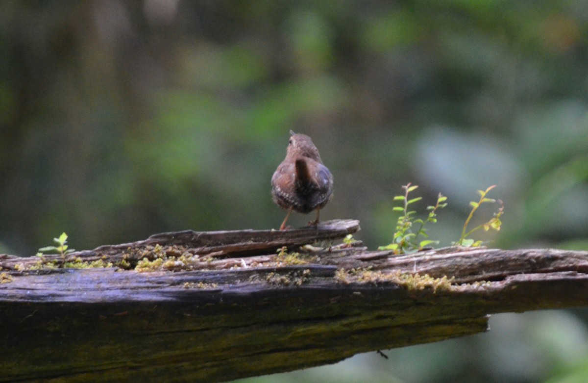 Pacific Wren - ML183290671