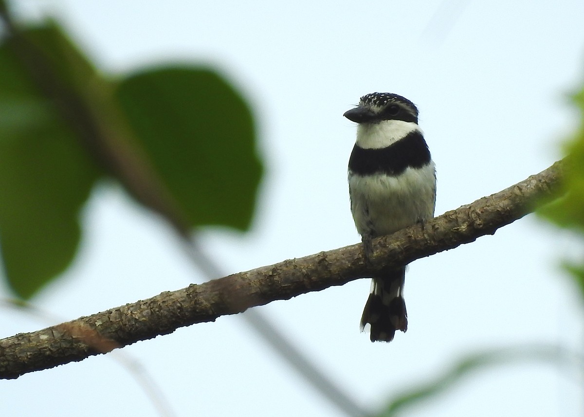 Pied Puffbird - ML183290871