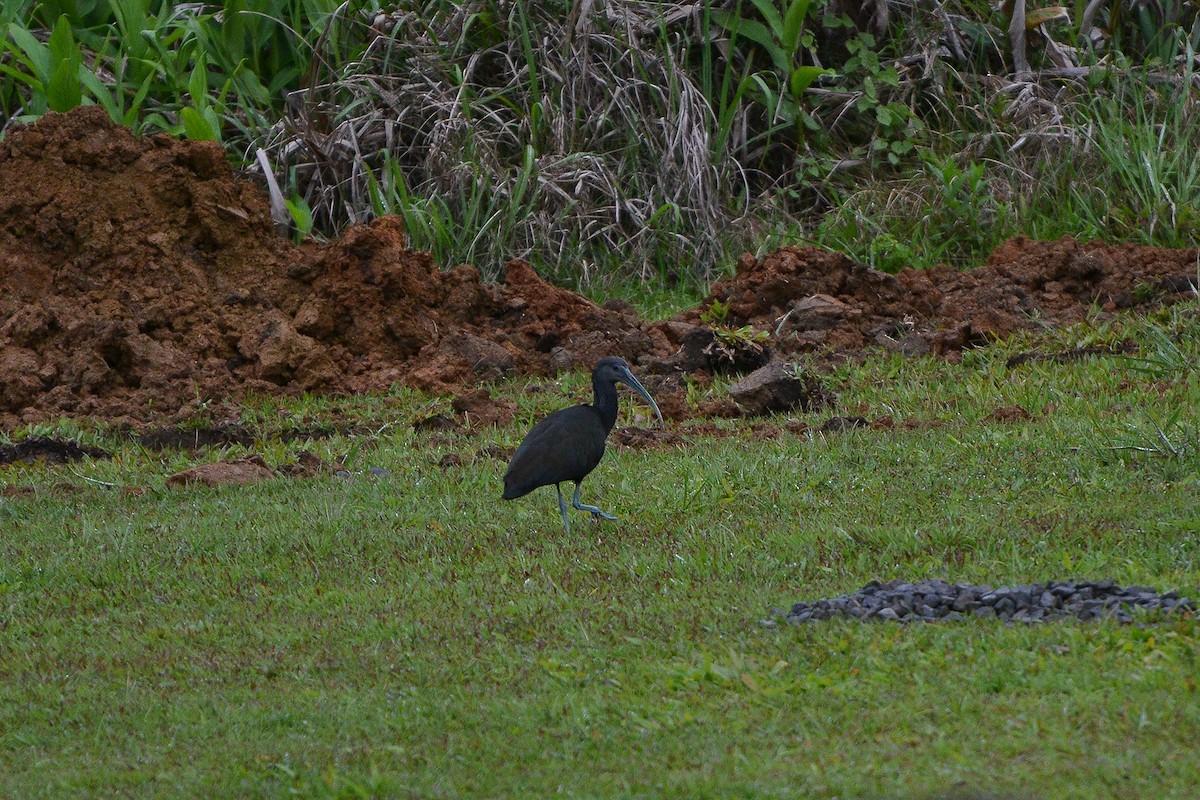 ibis zelený - ML183290911