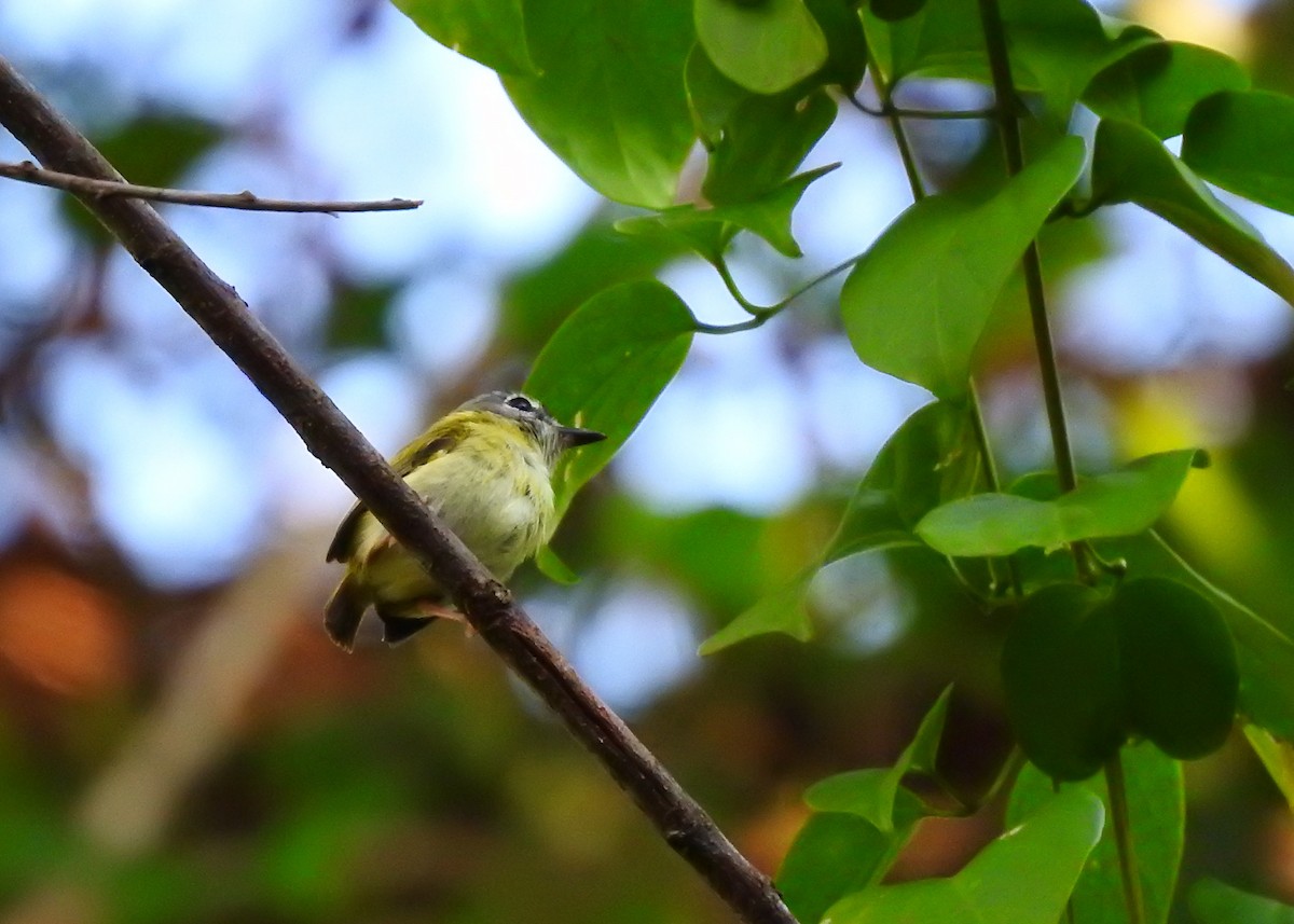 Short-tailed Pygmy-Tyrant - ML183291251