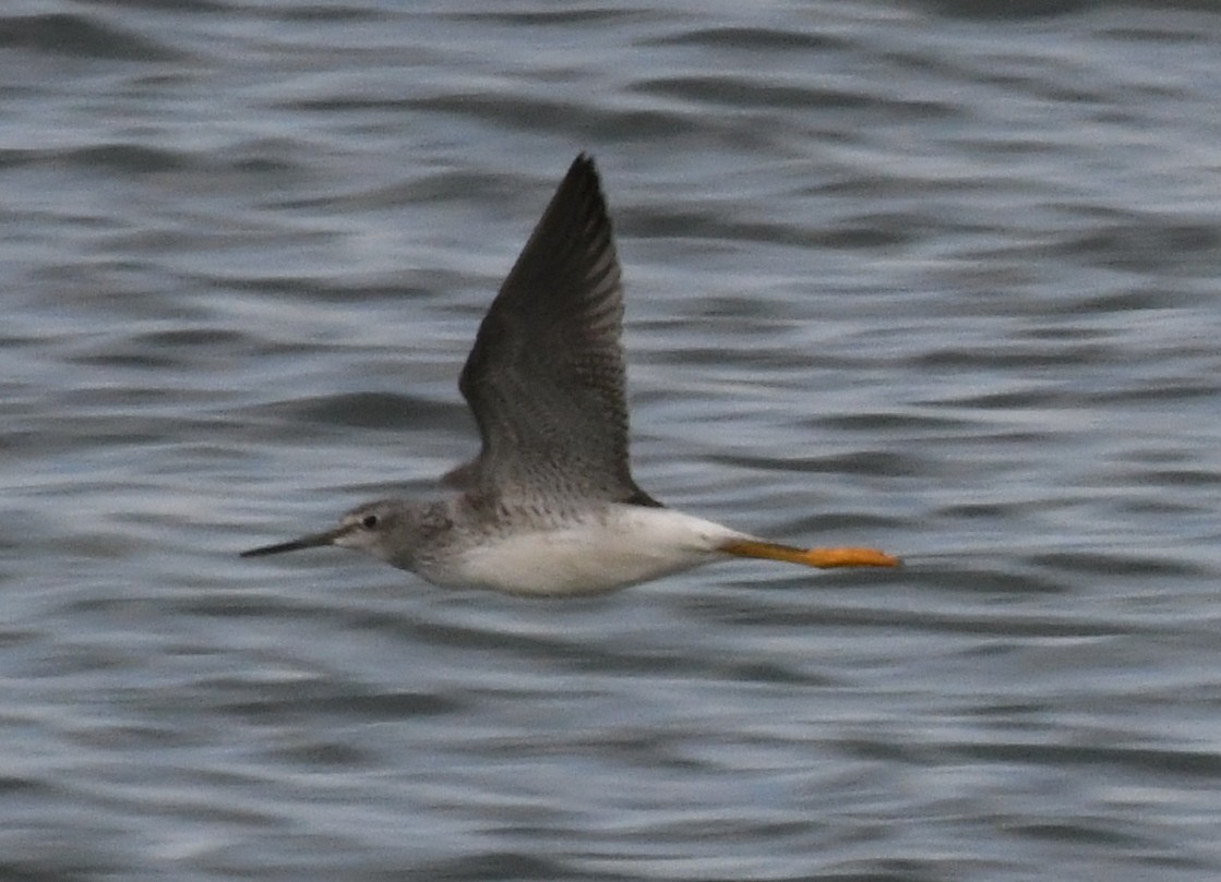 Greater Yellowlegs - Amin Zargar