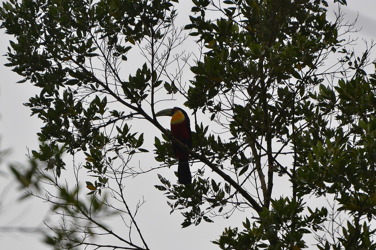 Red-breasted Toucan - ML183292911