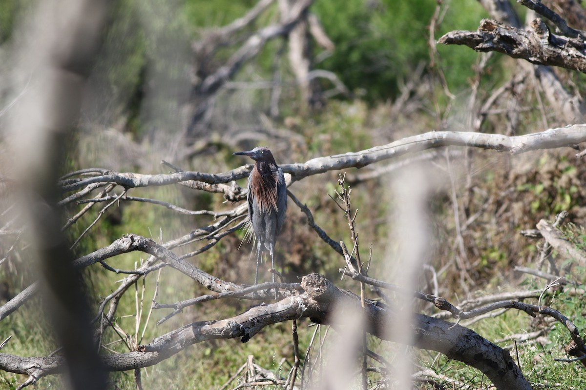 Reddish Egret - ML183294811