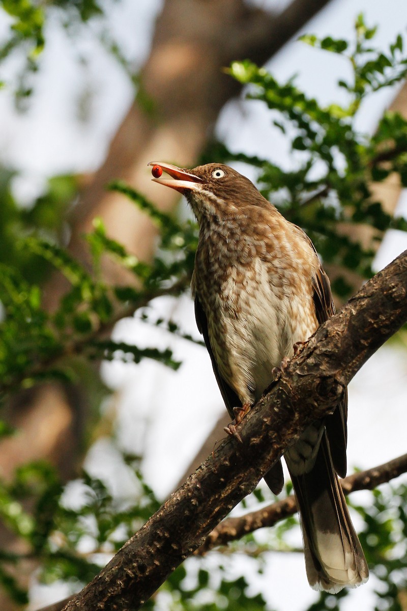 Pearly-eyed Thrasher - ML183297101