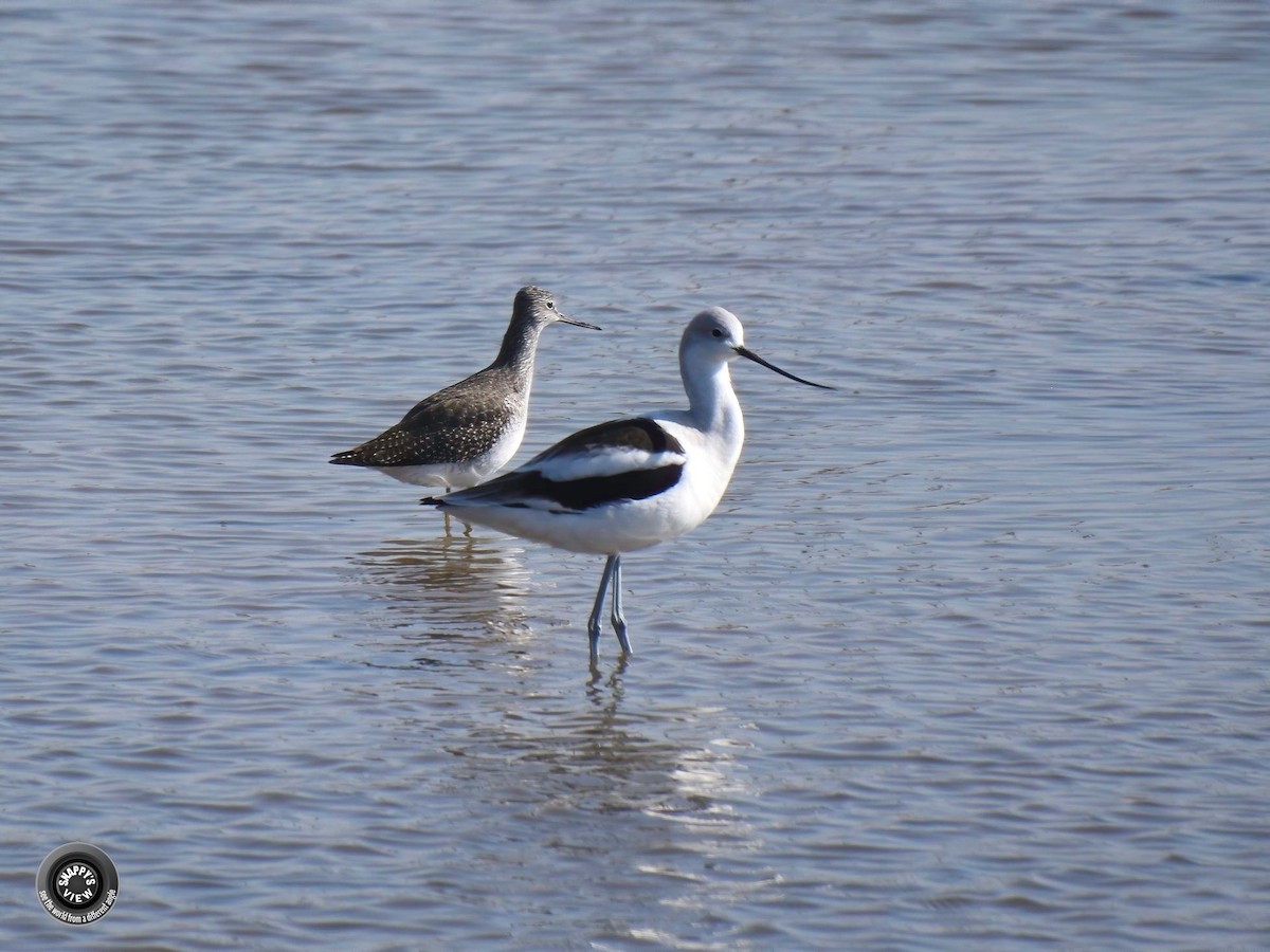 Greater Yellowlegs - ML183297121