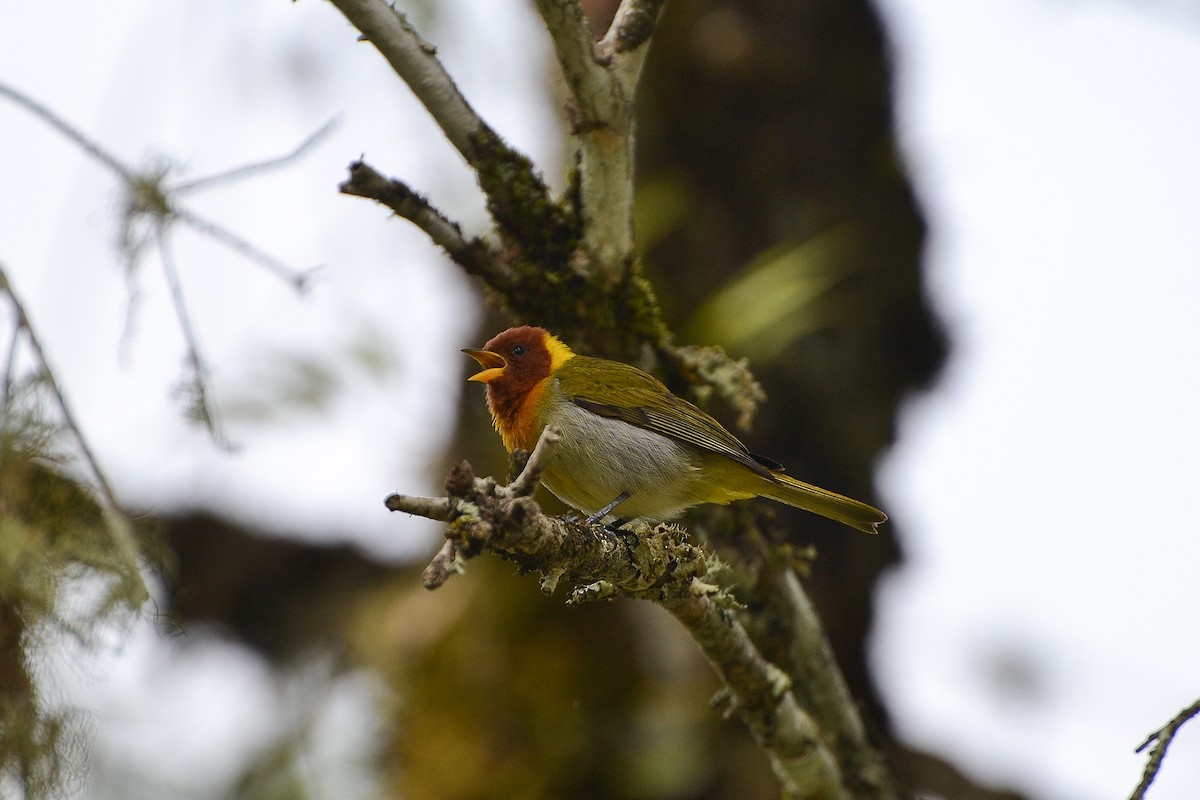 Rufous-headed Tanager - ML183298321