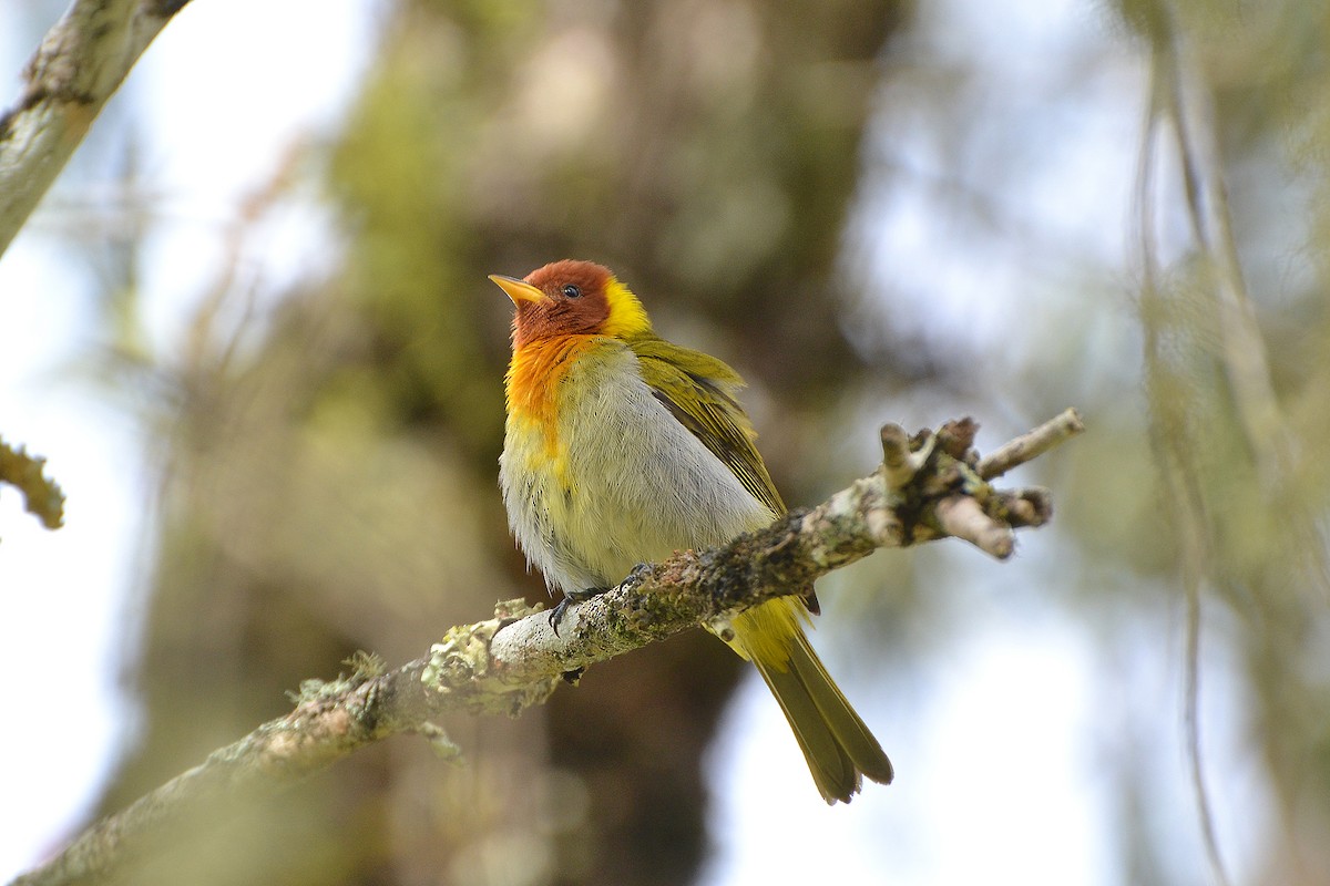 Rufous-headed Tanager - ML183298371