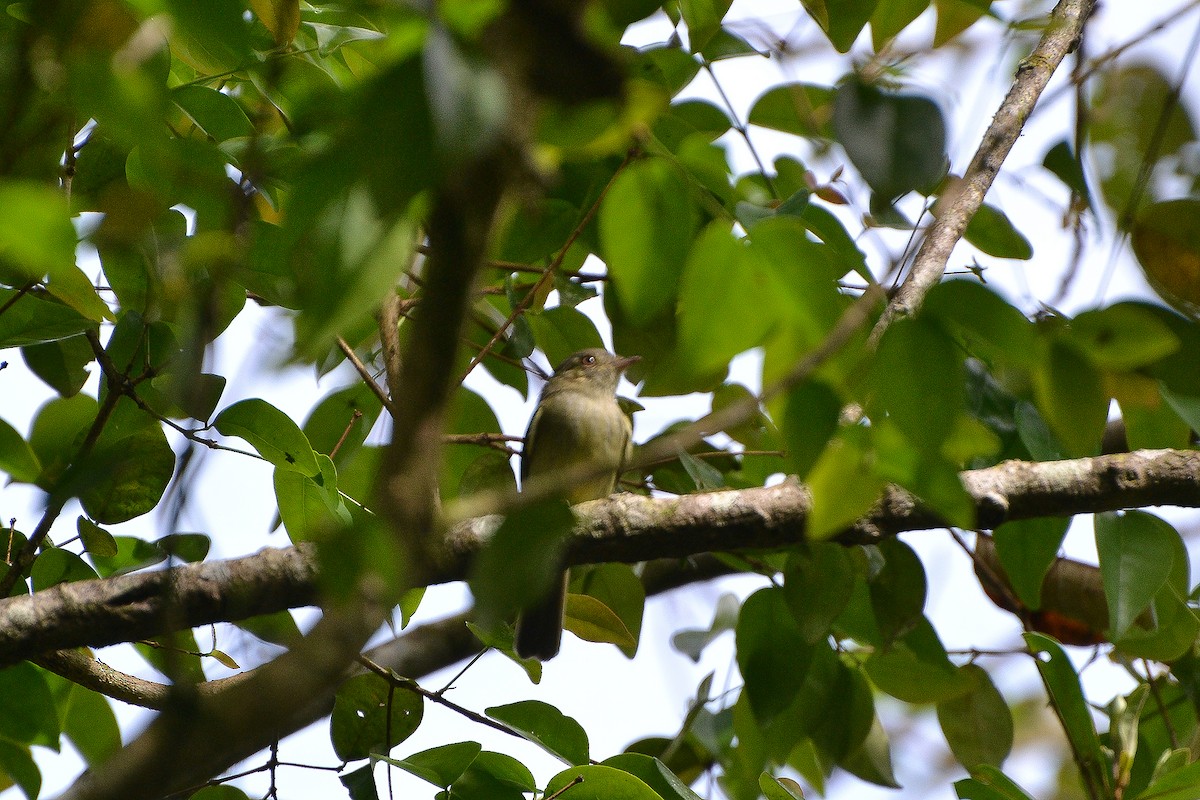 Serra do Mar Tyrant-Manakin - ML183298491