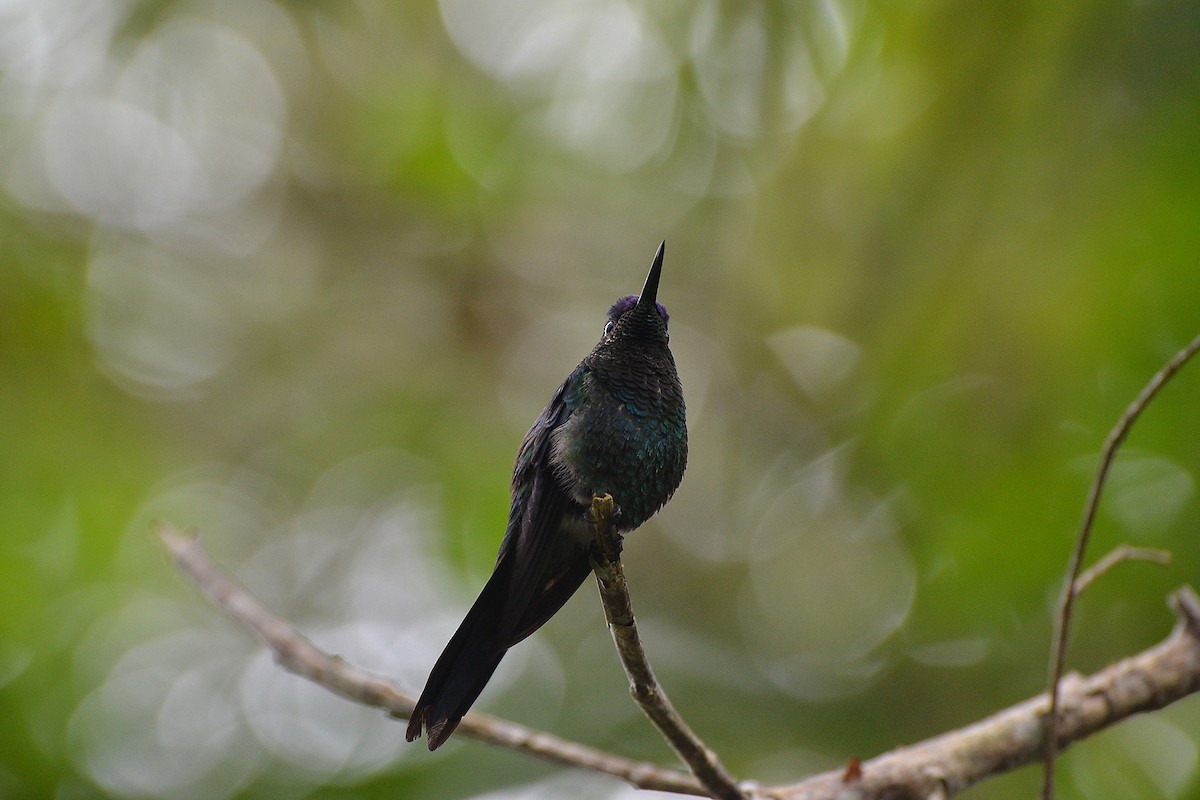 Violet-capped Woodnymph - ML183299451