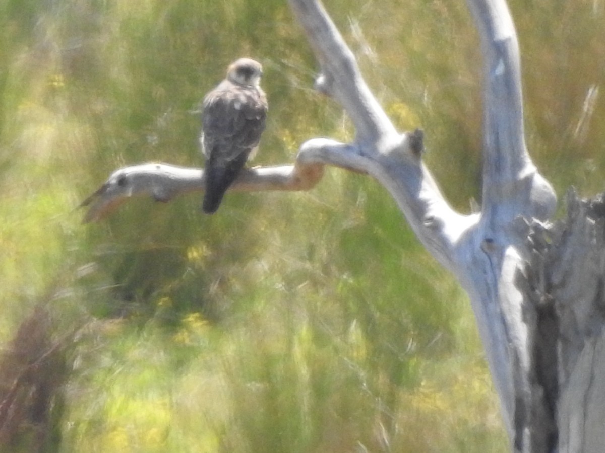 Alcotán Australiano - ML183300491