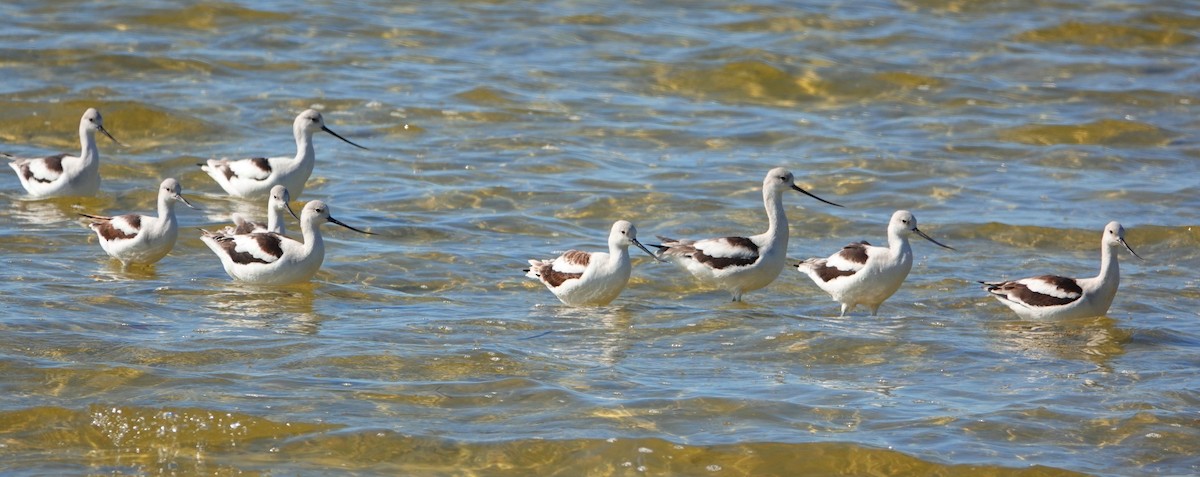 American Avocet - Kathie Rosse