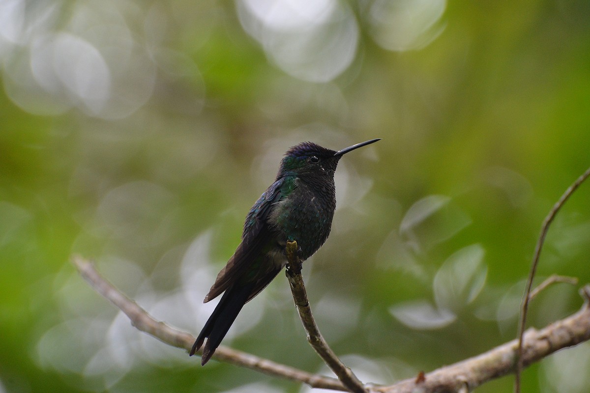 Violet-capped Woodnymph - Fábio Luís Mello