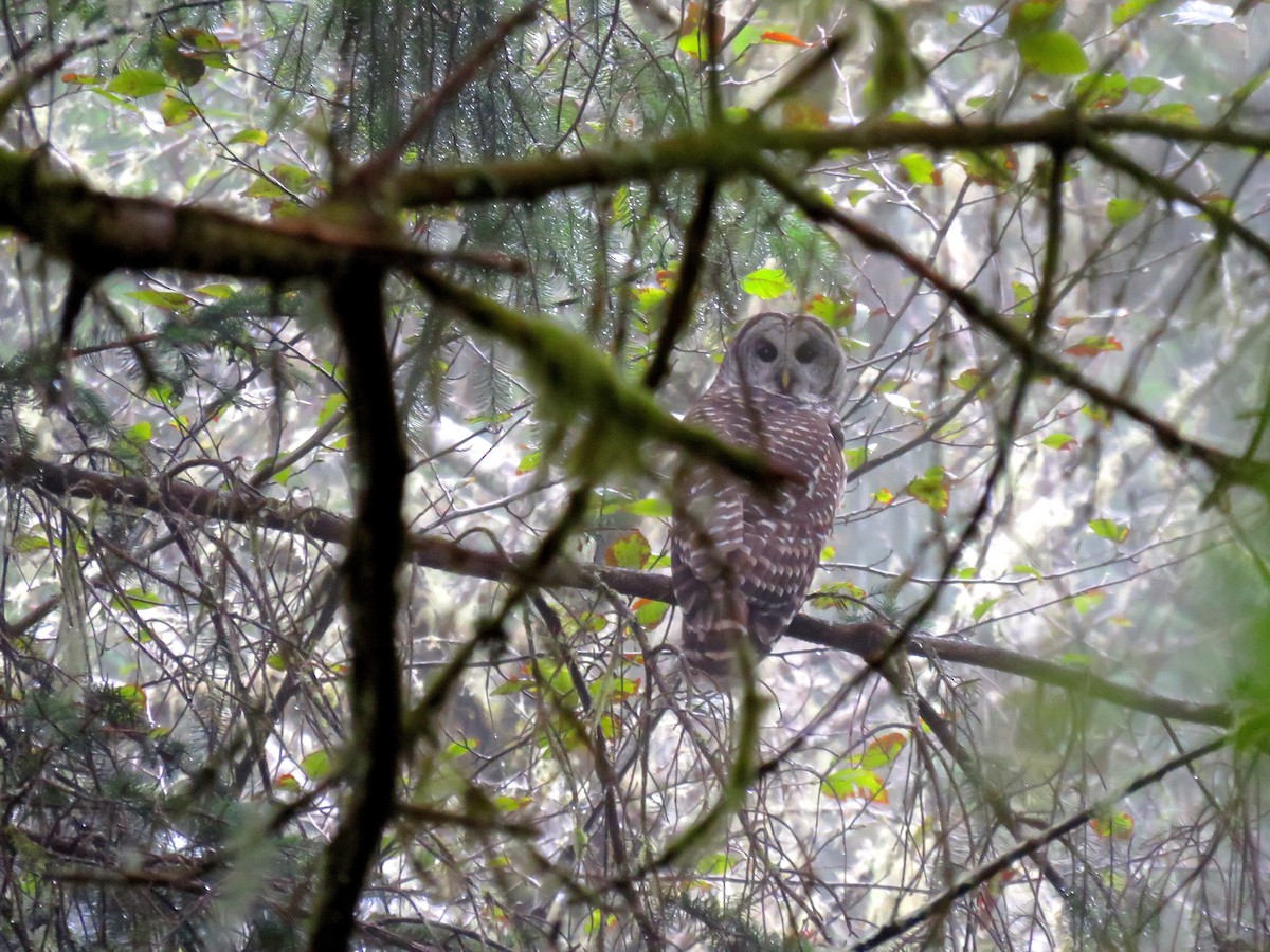 Barred Owl - ML183301831