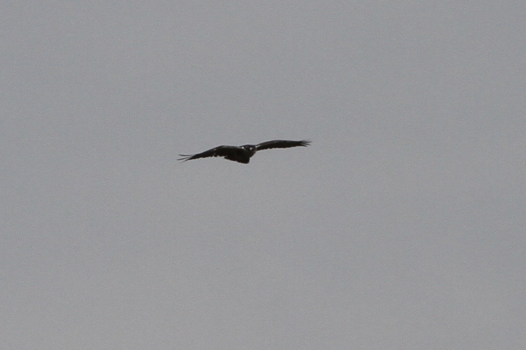 Ayres's Hawk-Eagle - ML183303051