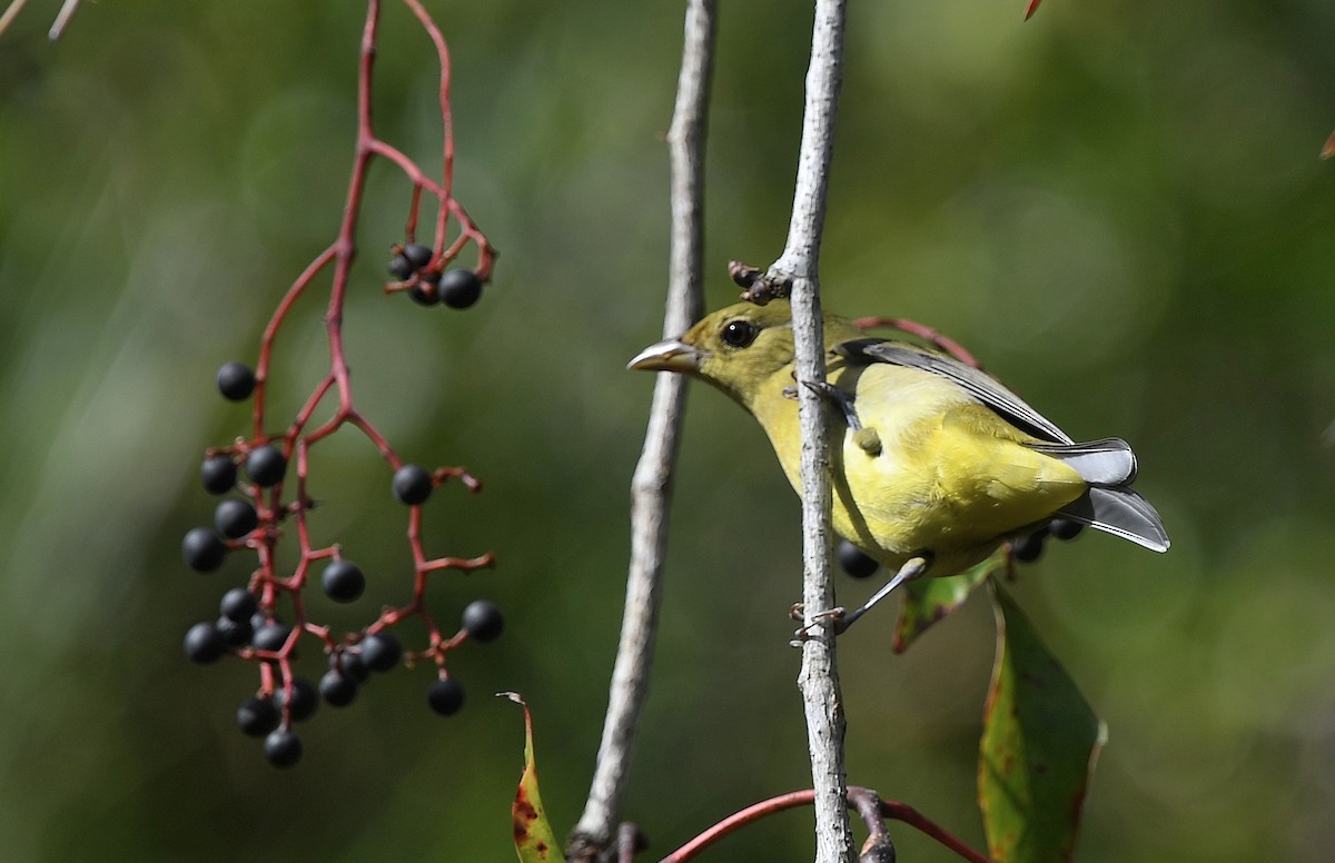 Scarlet Tanager - ML183305001