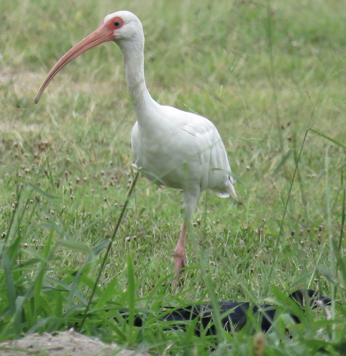 White Ibis - ML183306081