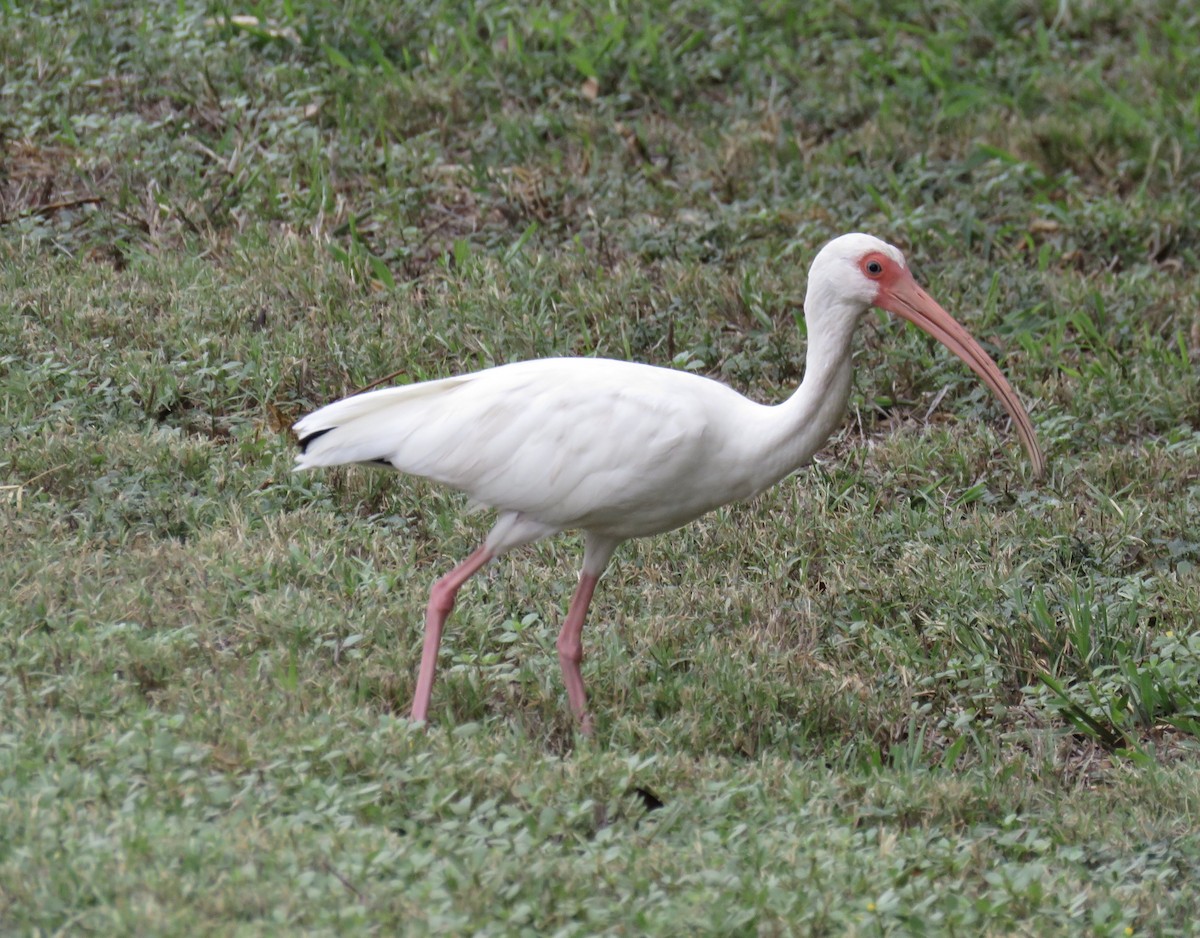 White Ibis - ML183306101