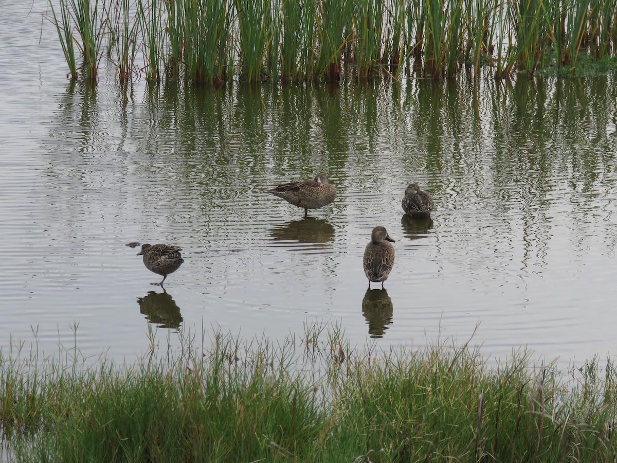 Blue-winged Teal - Lisa Cancade Hackett