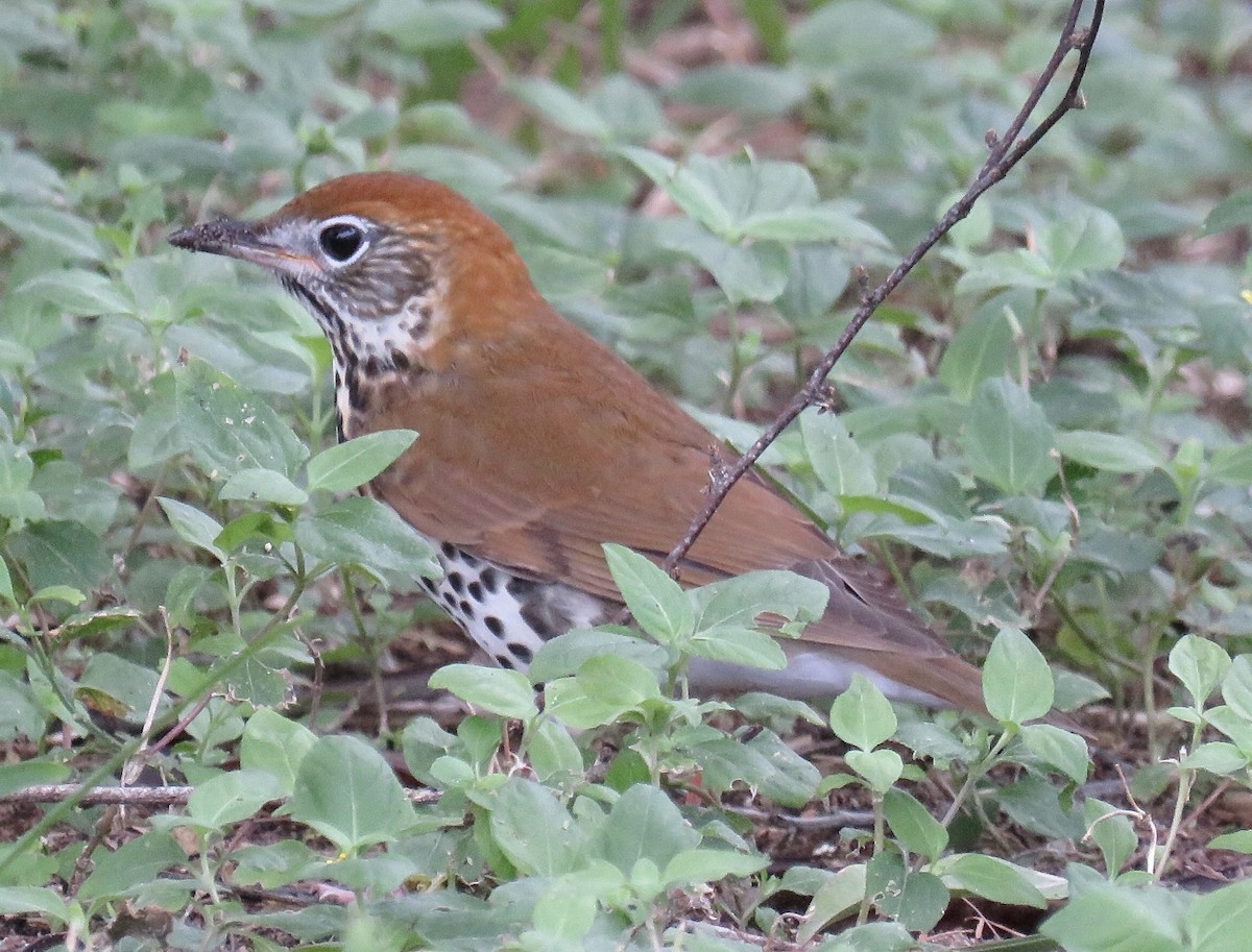 Wood Thrush - ML183307271