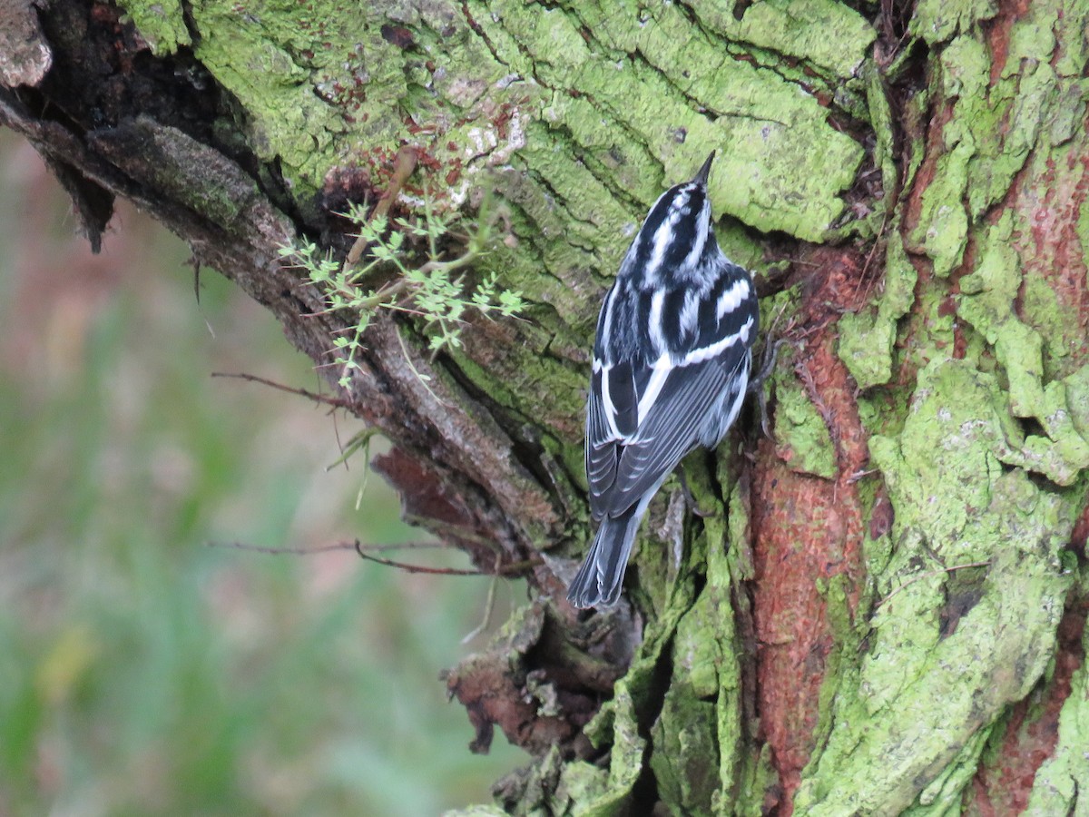 Black-and-white Warbler - Lisa Cancade Hackett