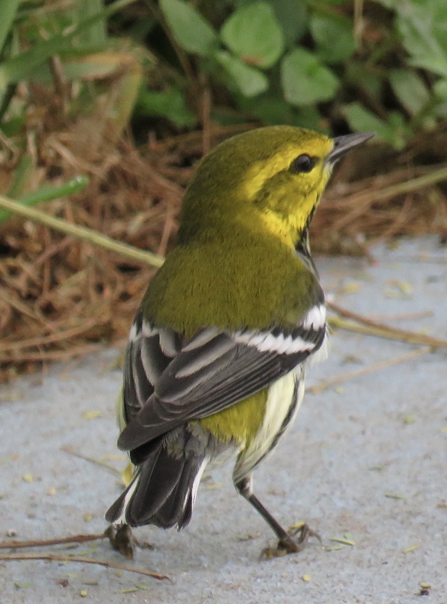 Grünmantel-Waldsänger - ML183308091