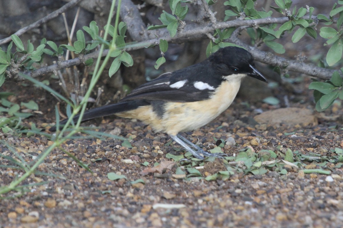 Southern Boubou - ML183308591