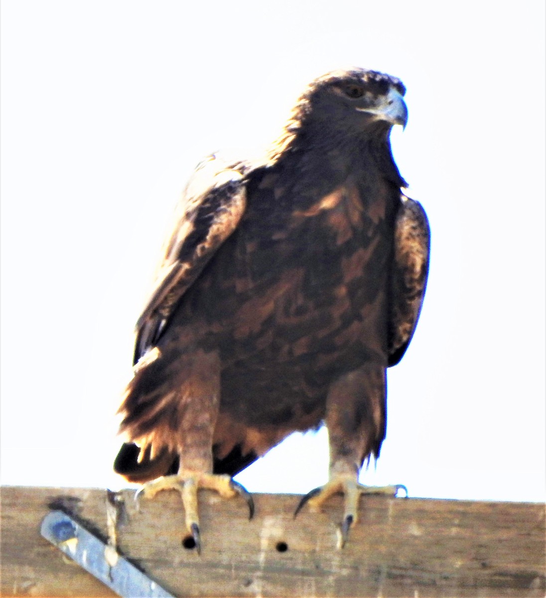 Golden Eagle - ML183309581