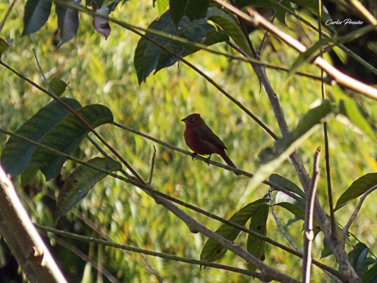 Red-crested Finch - Carlos Proaño