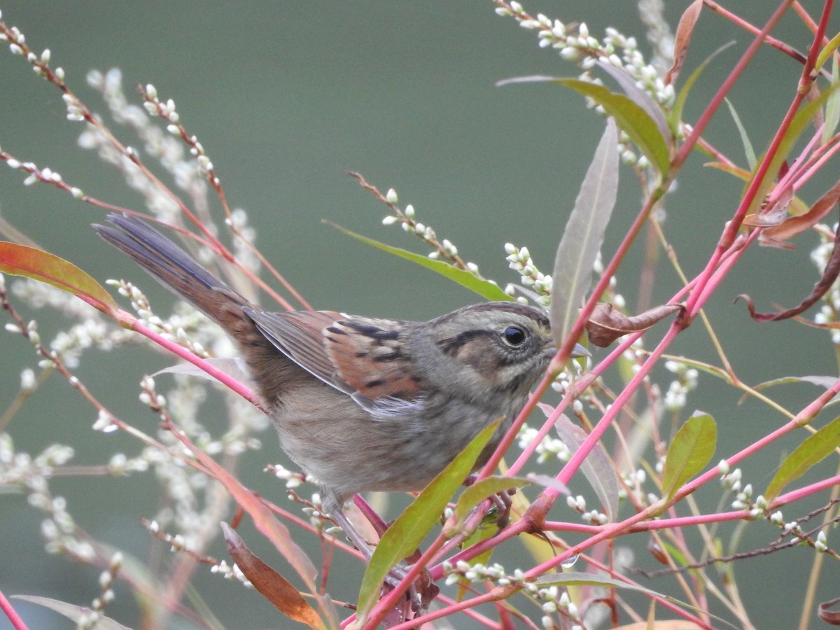 Swamp Sparrow - ML183310011