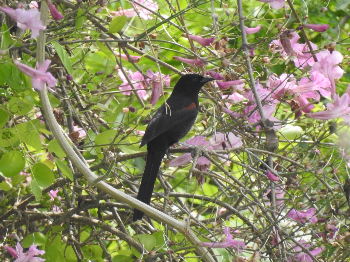 Variable Oriole - Edelweiss  Enggist