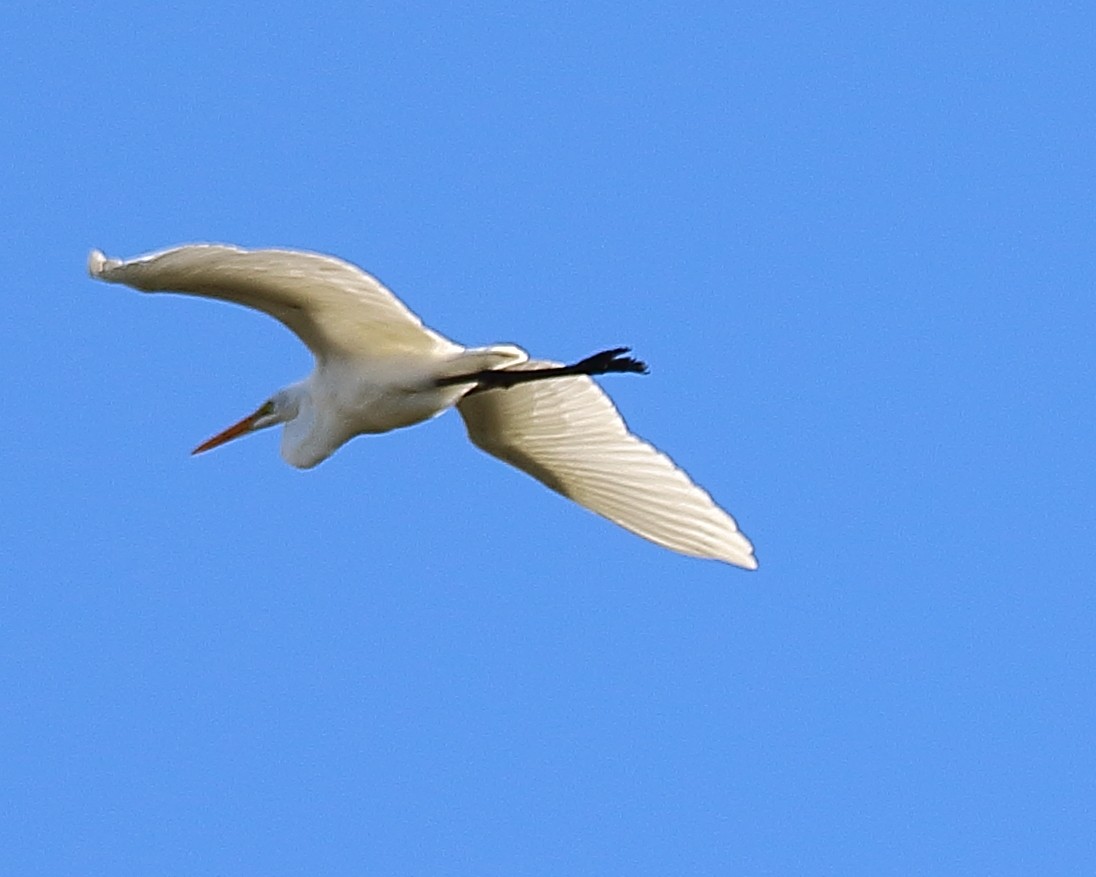 Great Egret - ML183312031