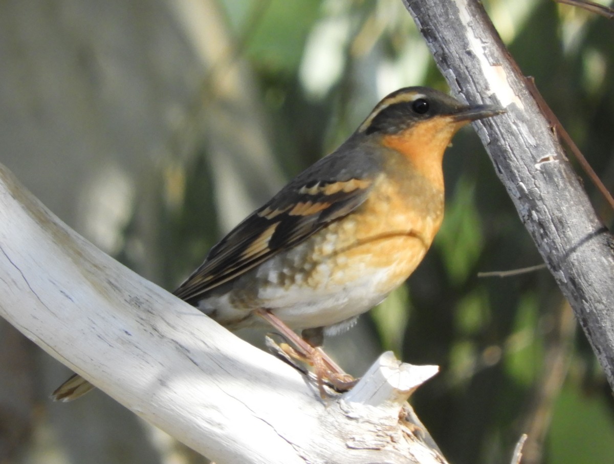 Varied Thrush - ML183312231