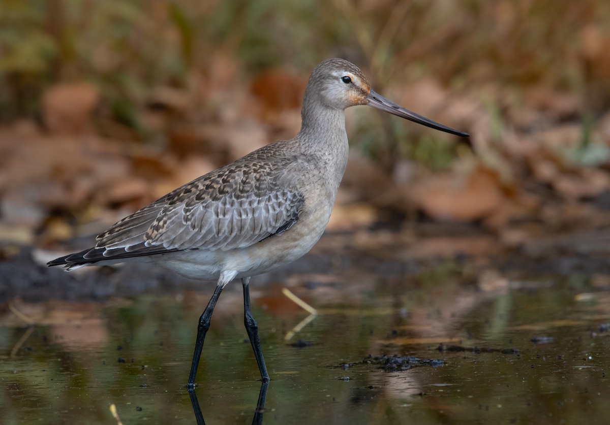 Hudsonian Godwit - Sylvain Messier