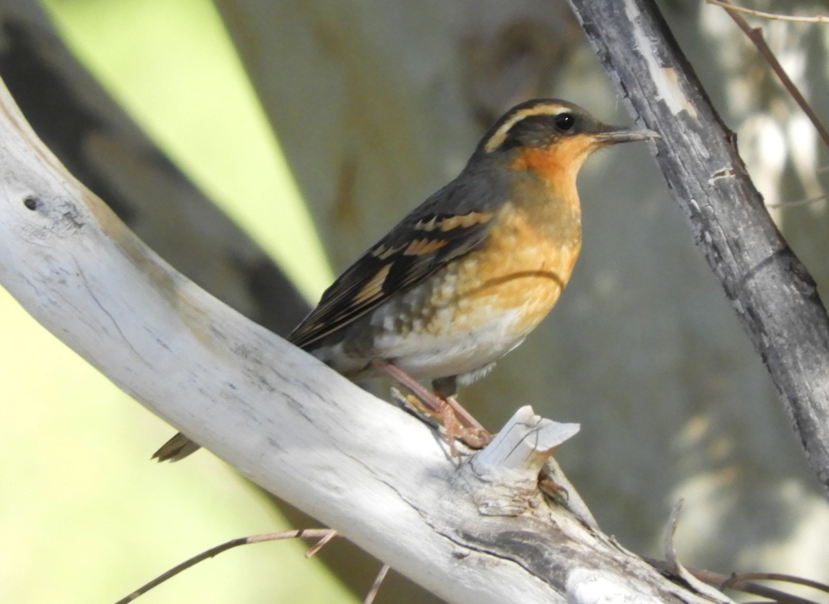 Varied Thrush - Becky Kitto