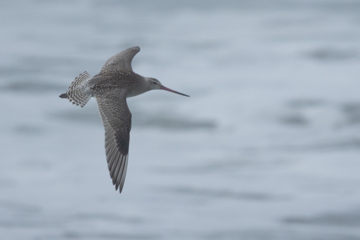 Bar-tailed Godwit - ML183315631