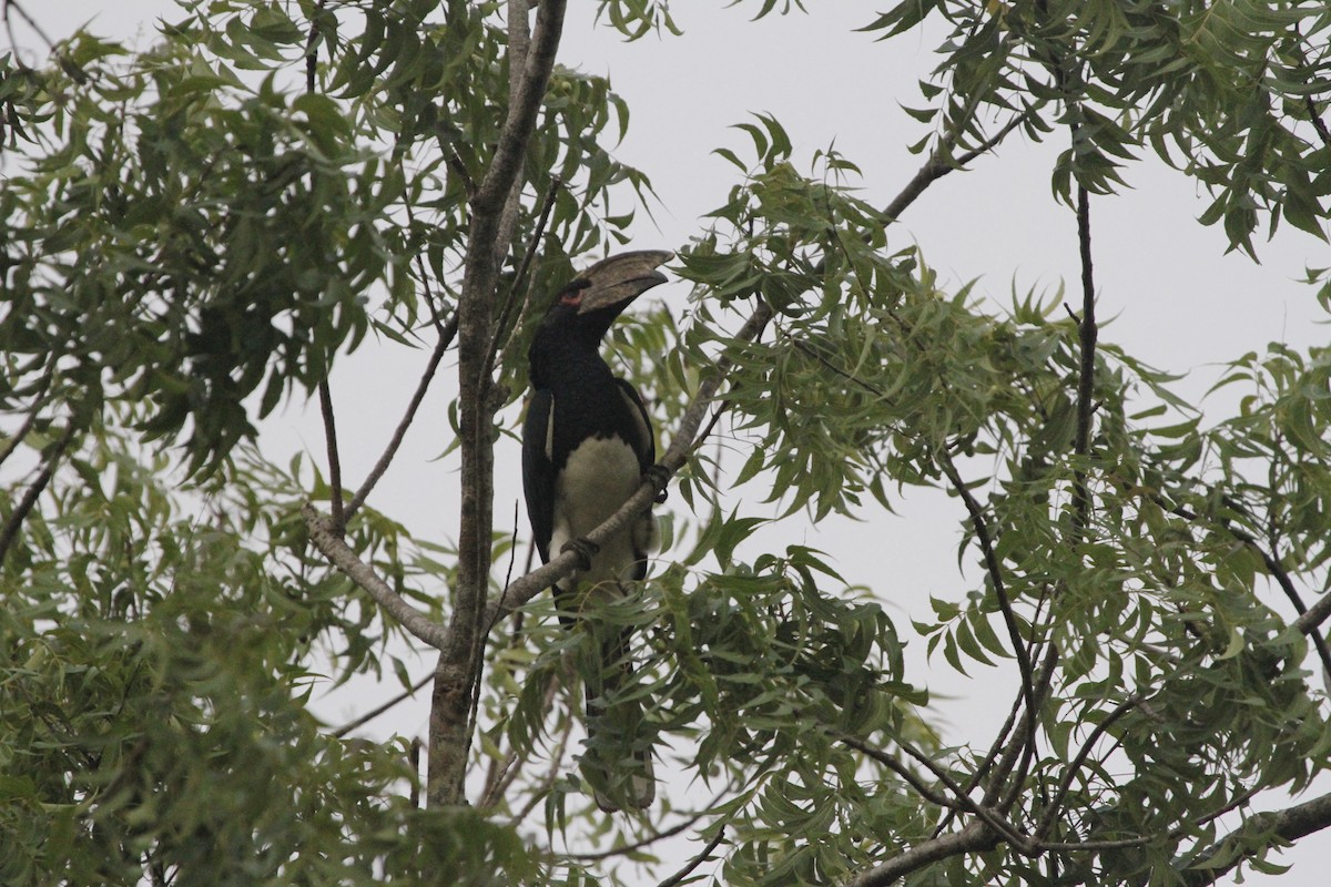 Trumpeter Hornbill - Juan martinez