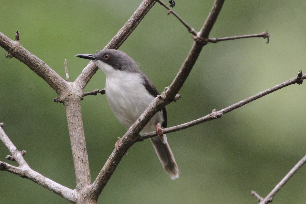 Apalis à tête noire - ML183317541