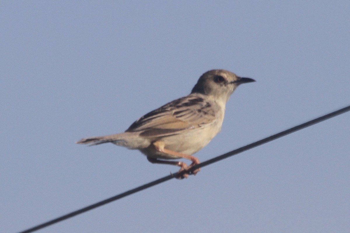 Coastal Cisticola - ML183317631