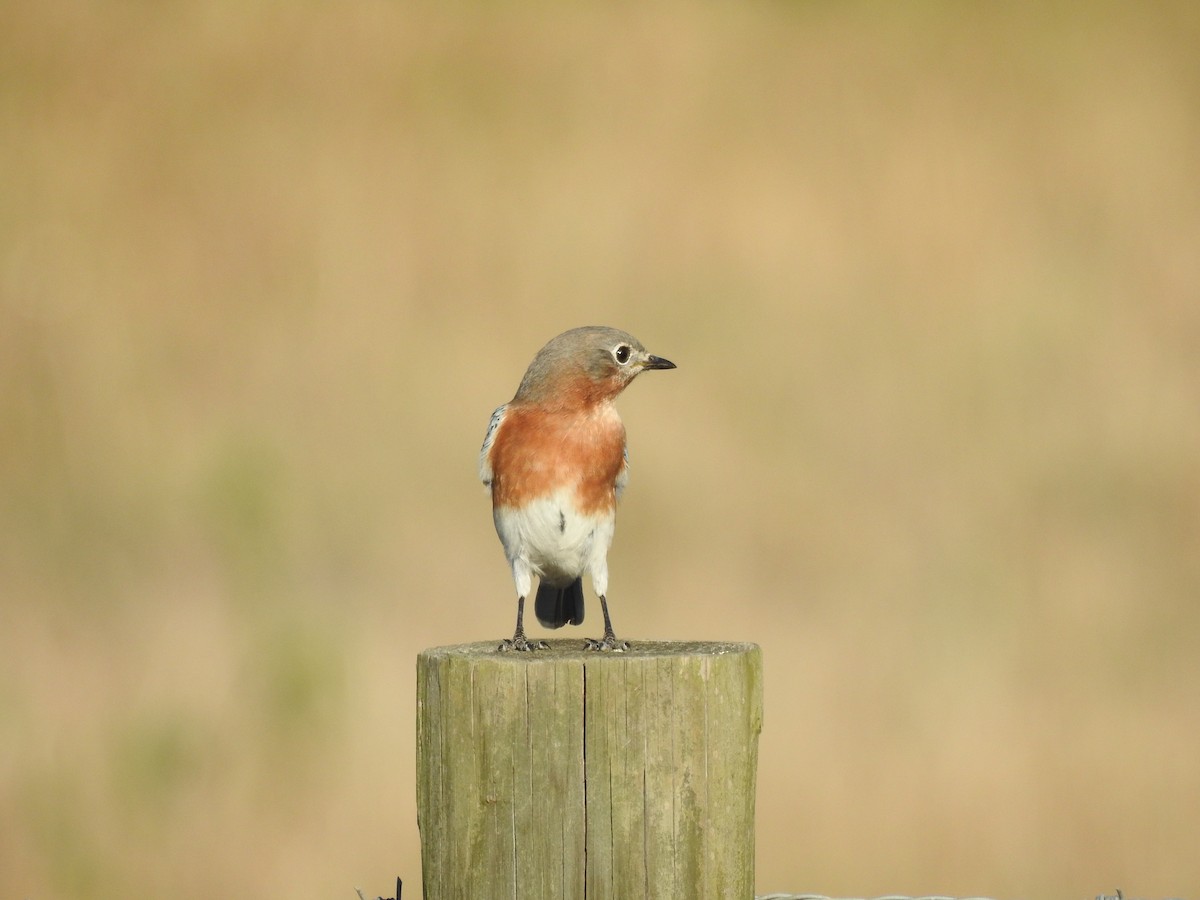 Eastern Bluebird - ML183318551